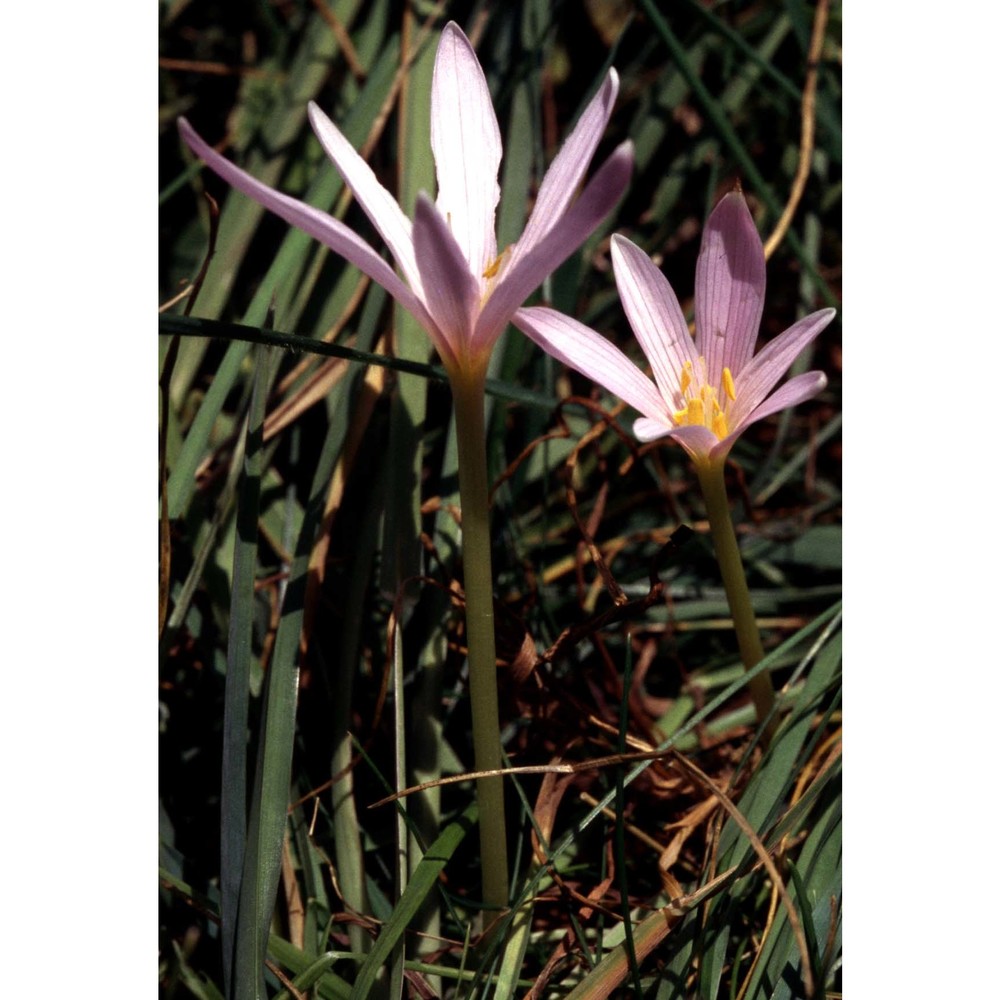 colchicum alpinum lam. et dc.