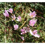 colchicum alpinum lam. et dc.