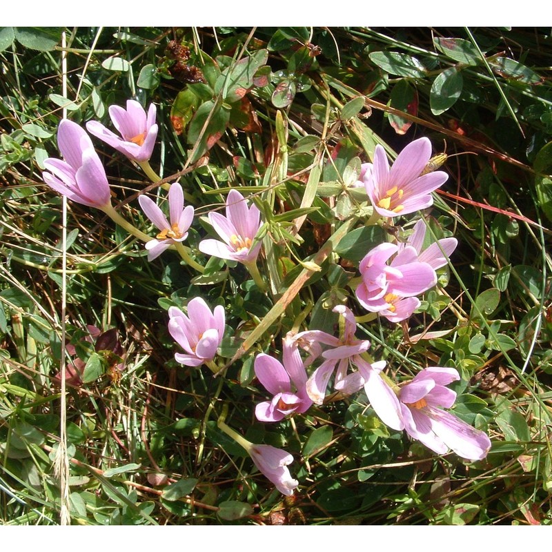 colchicum alpinum lam. et dc.