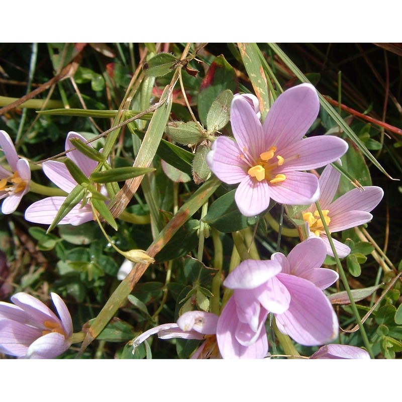 colchicum alpinum lam. et dc.