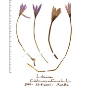 colchicum autumnale l.