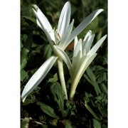 colchicum autumnale l.