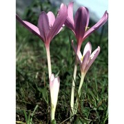 colchicum autumnale l.