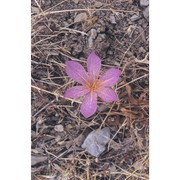 colchicum bivonae guss.