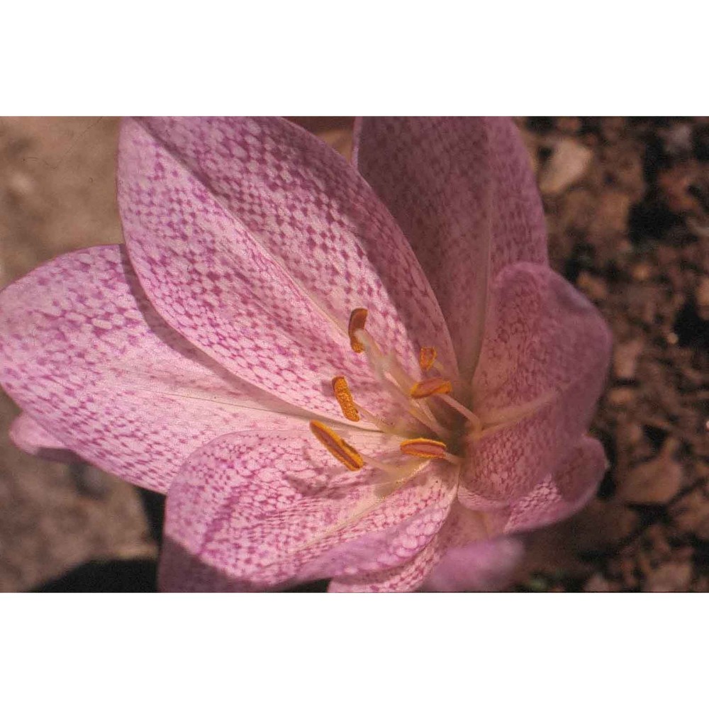 colchicum bivonae guss.