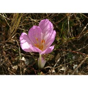 colchicum bivonae guss.