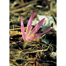 colchicum bulbocodium ker gawl.