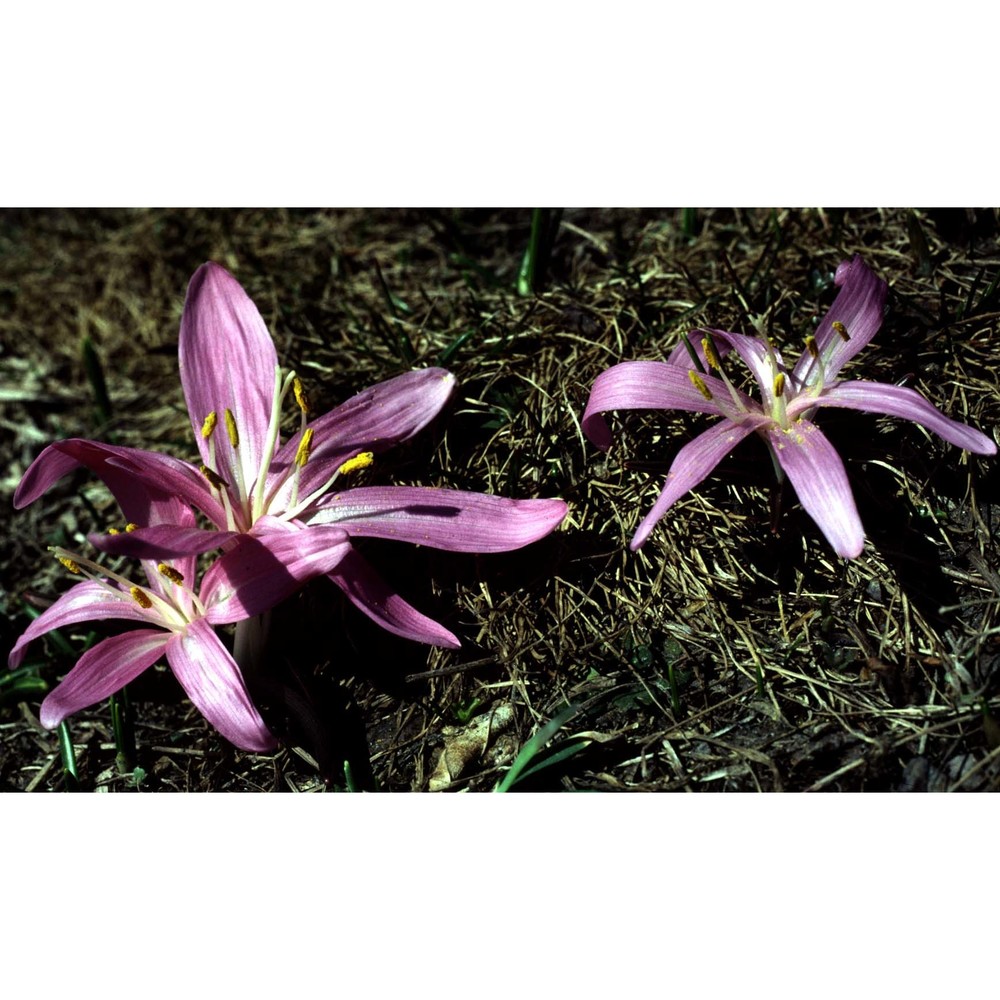 colchicum bulbocodium ker gawl.