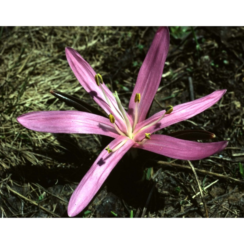 colchicum bulbocodium ker gawl.