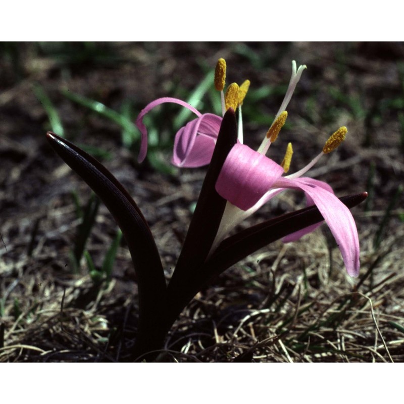 colchicum bulbocodium ker gawl.