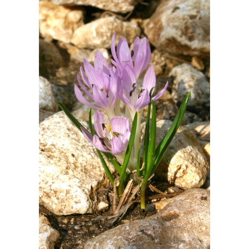 colchicum cupanii guss.