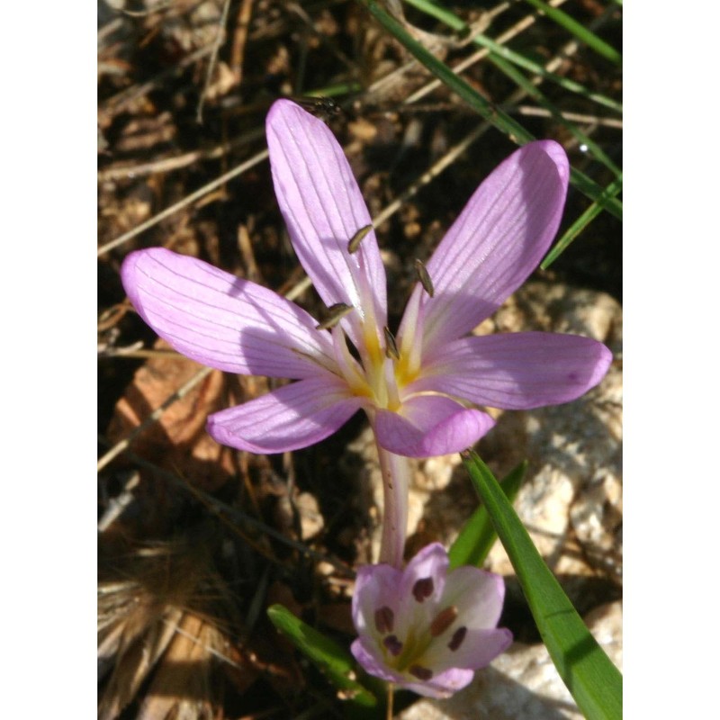 colchicum cupanii guss.