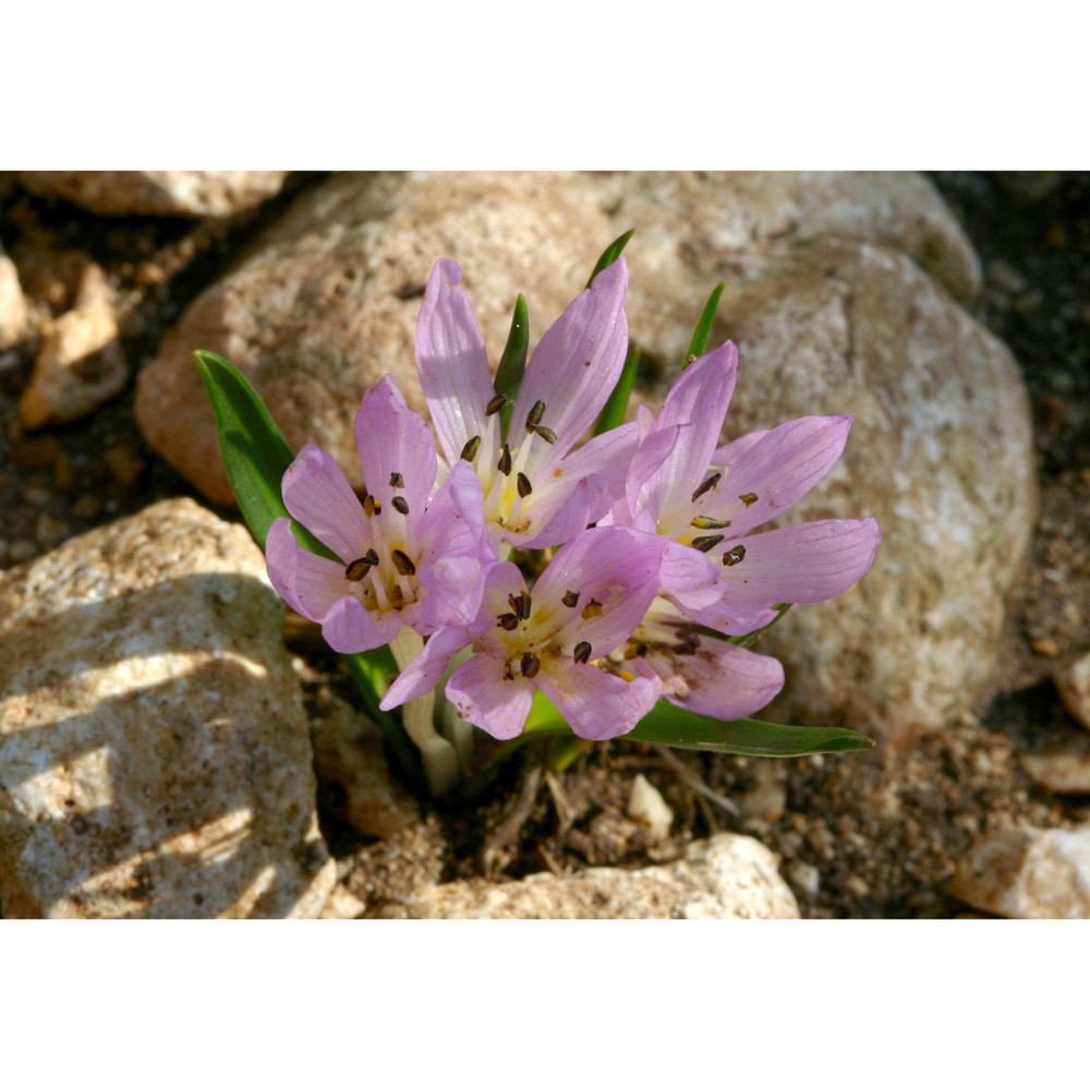 colchicum cupanii guss.