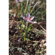 colchicum cupanii guss.