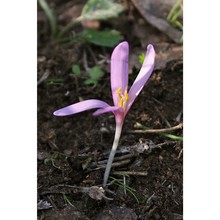 colchicum gonarei camarda