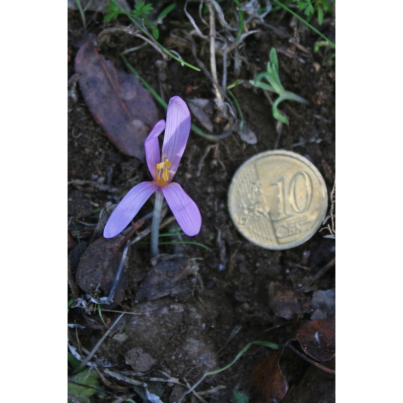 colchicum gonarei camarda