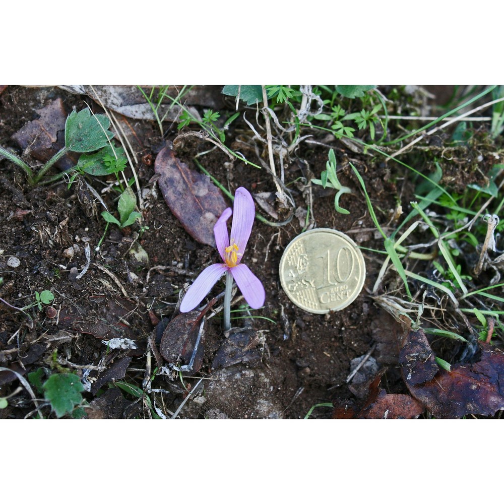 colchicum gonarei camarda