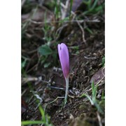 colchicum gonarei camarda