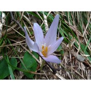 colchicum longifolium castagne