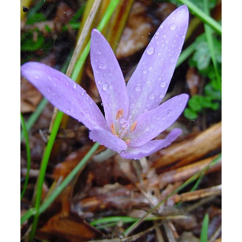 colchicum lusitanum brot.