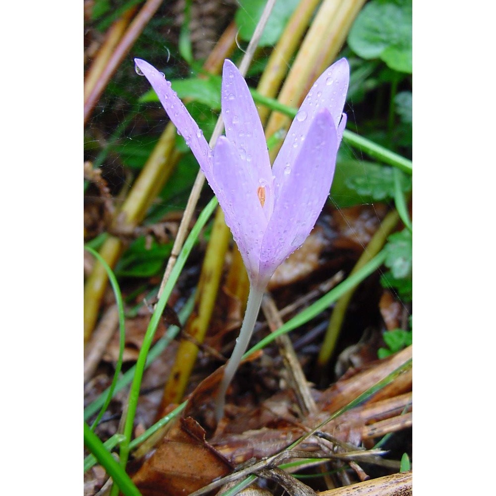 colchicum lusitanum brot.