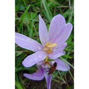 colchicum lusitanum brot.