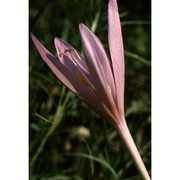 colchicum lusitanum brot.