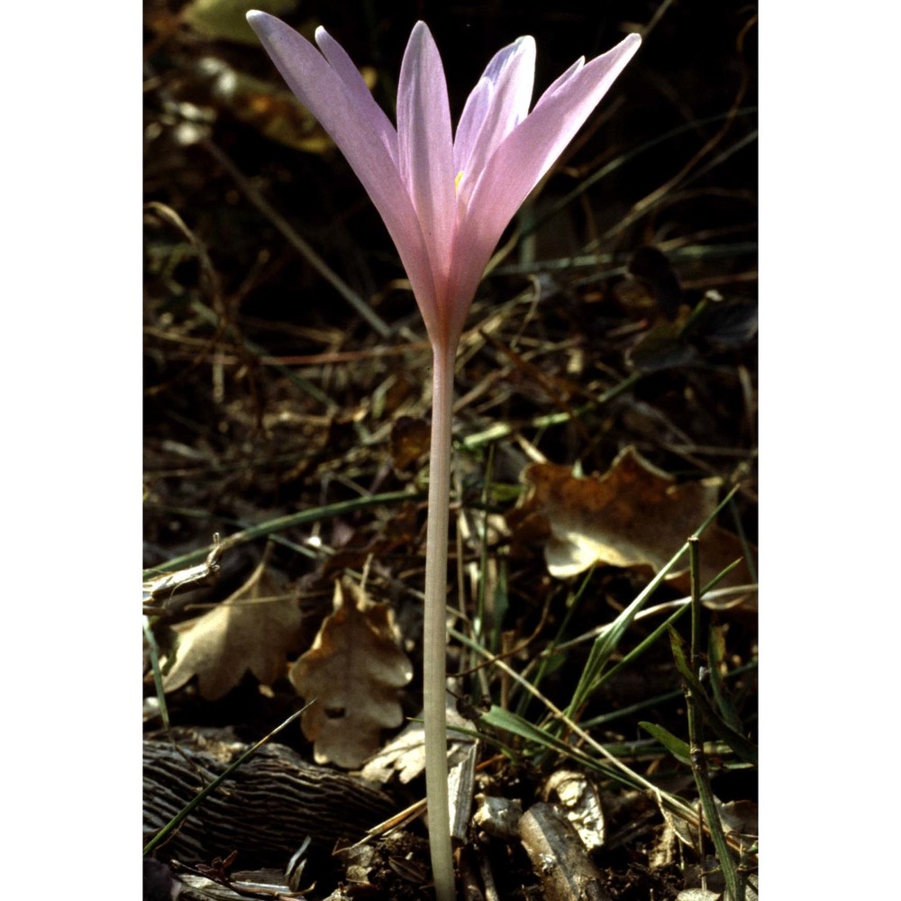 colchicum neapolitanum ten.