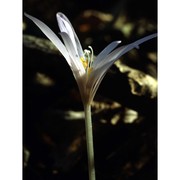 colchicum neapolitanum ten.