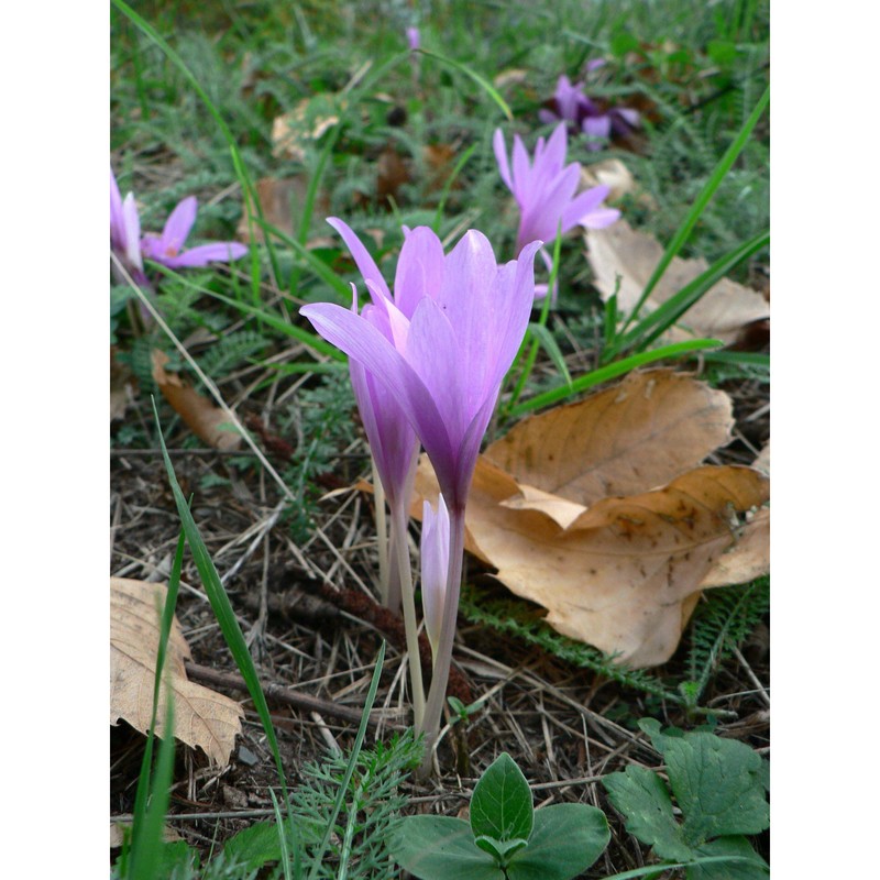 colchicum neapolitanum ten.