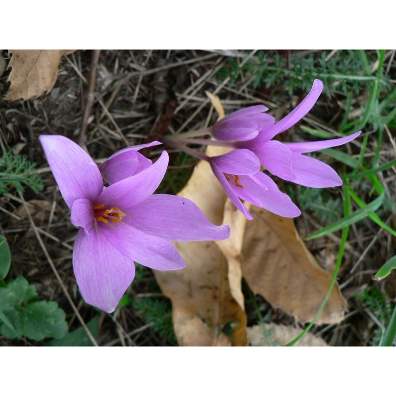 colchicum neapolitanum ten.