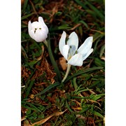 colchicum triphyllum kunze