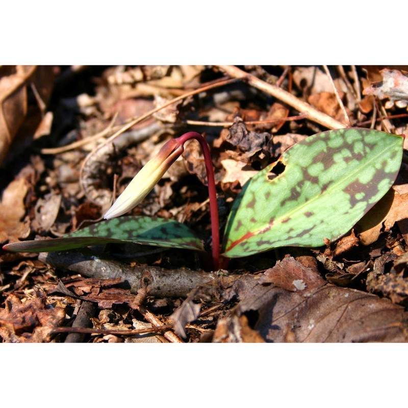 erythronium dens-canis l.