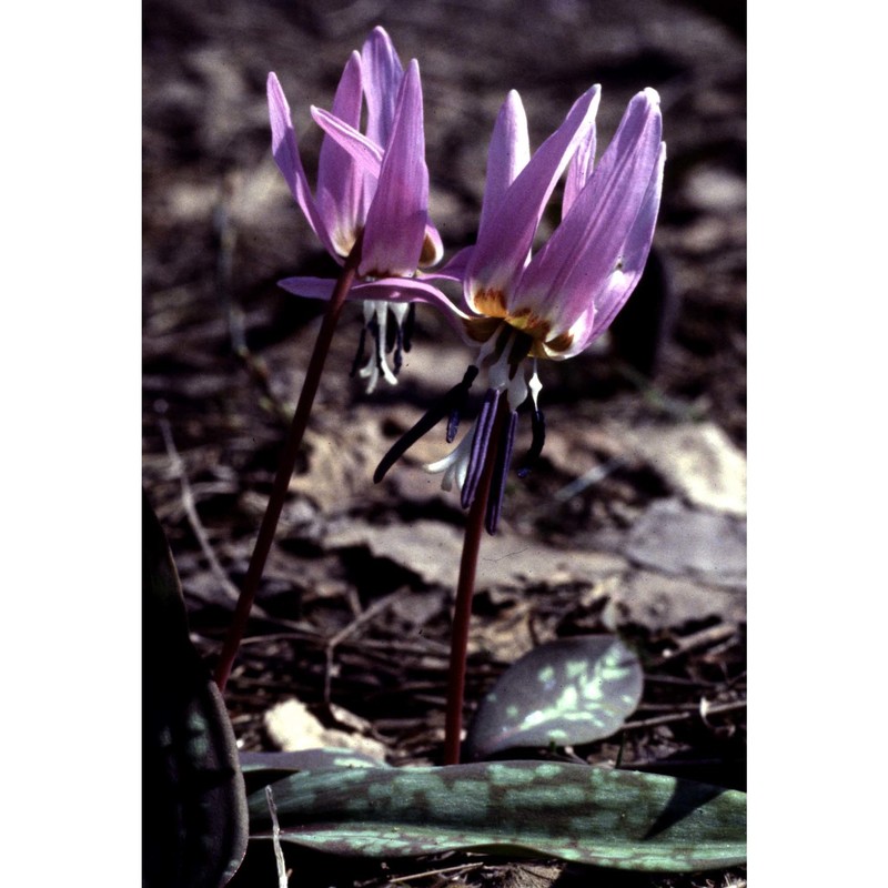 erythronium dens-canis l.