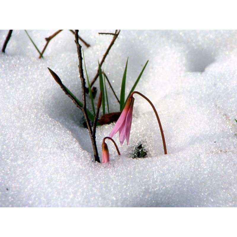 erythronium dens-canis l.