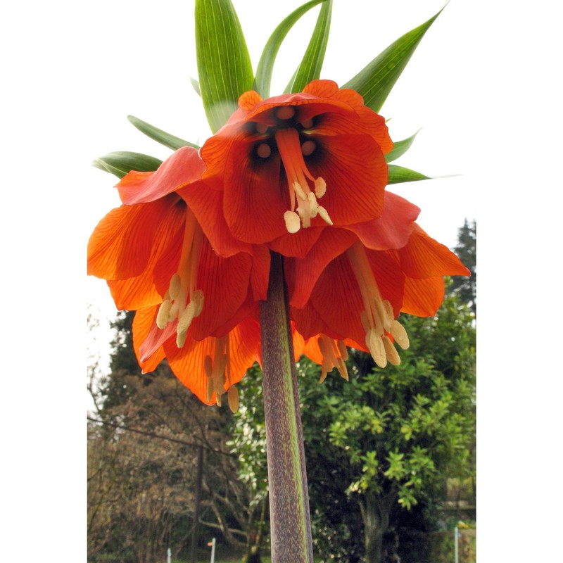 fritillaria imperialis l.