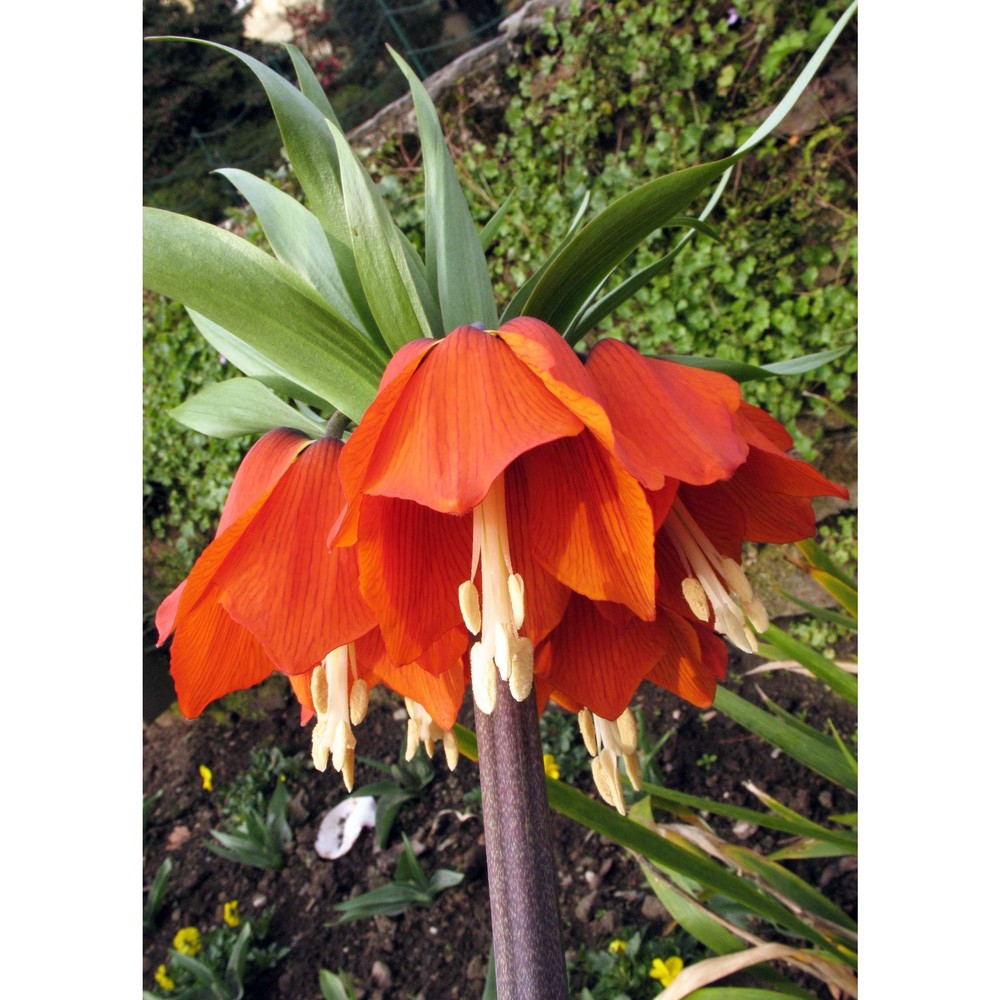 fritillaria imperialis l.