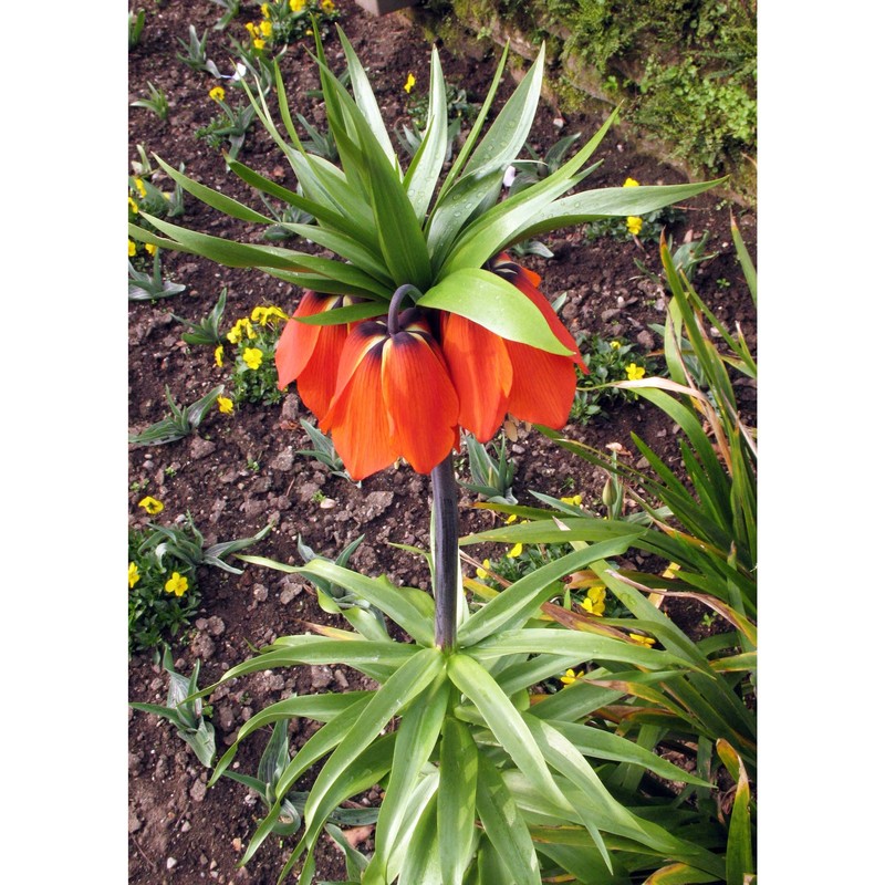 fritillaria imperialis l.