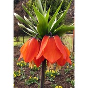 fritillaria imperialis l.