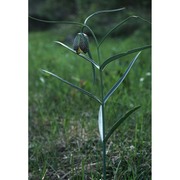 fritillaria involucrata all.