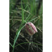 fritillaria involucrata all.