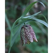 fritillaria involucrata all.