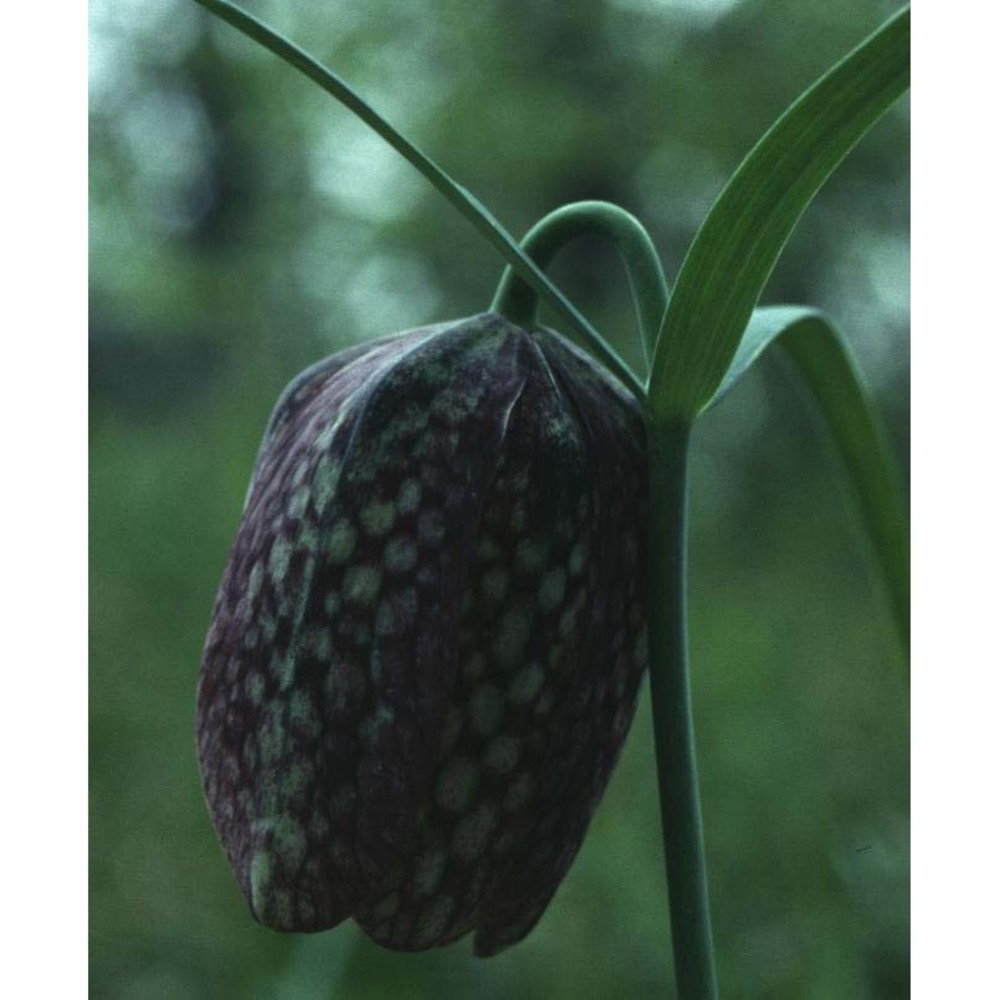 fritillaria involucrata all.