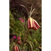 fritillaria messanensis raf.