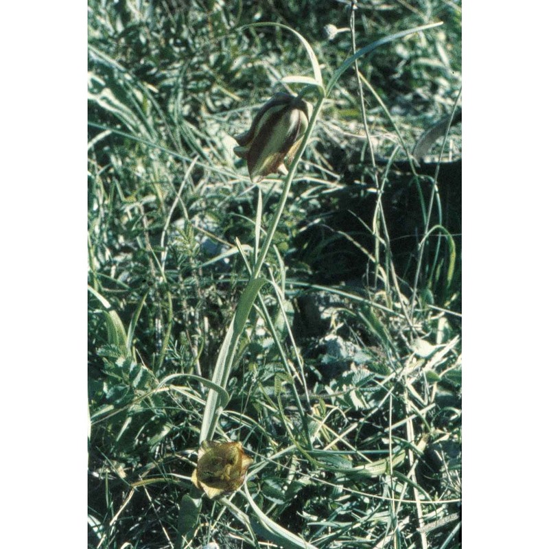 fritillaria messanensis raf.