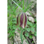 fritillaria messanensis raf.