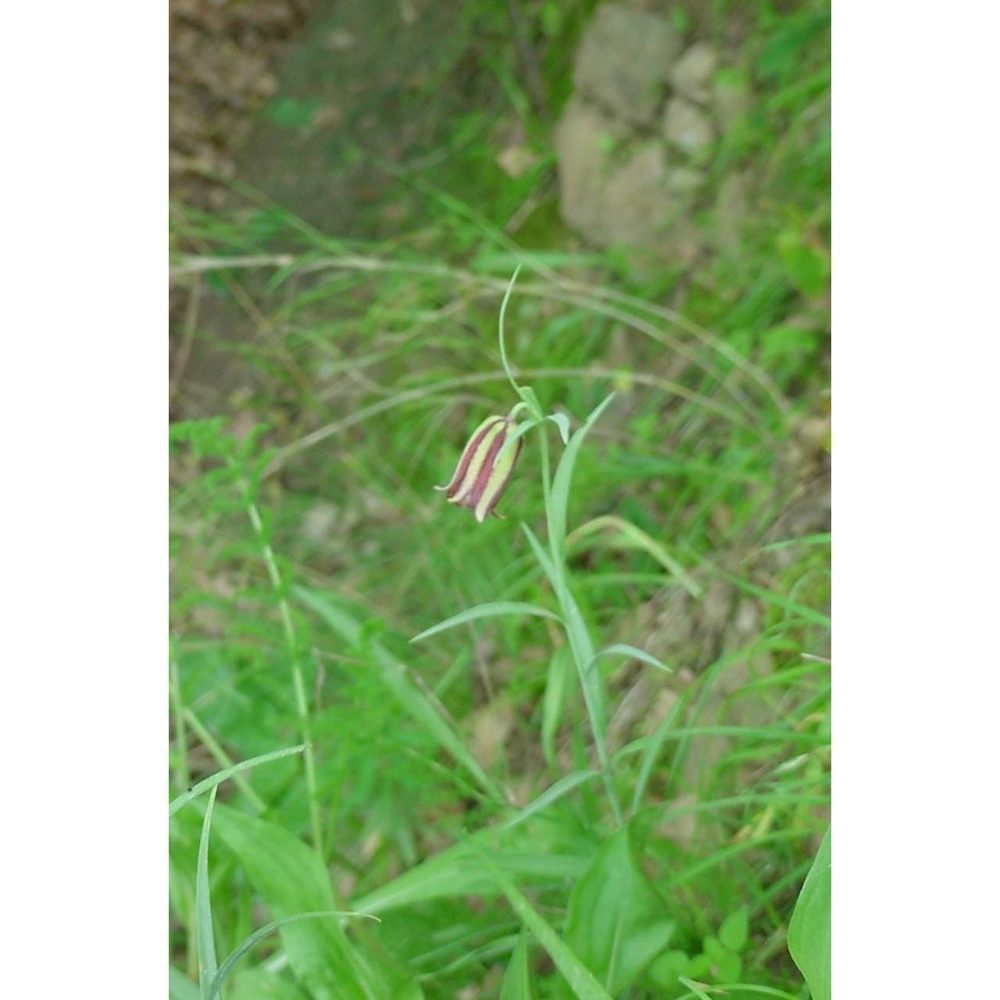 fritillaria messanensis raf.