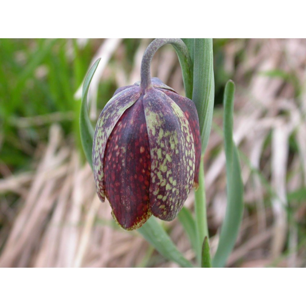 fritillaria montana hoppe ex koch