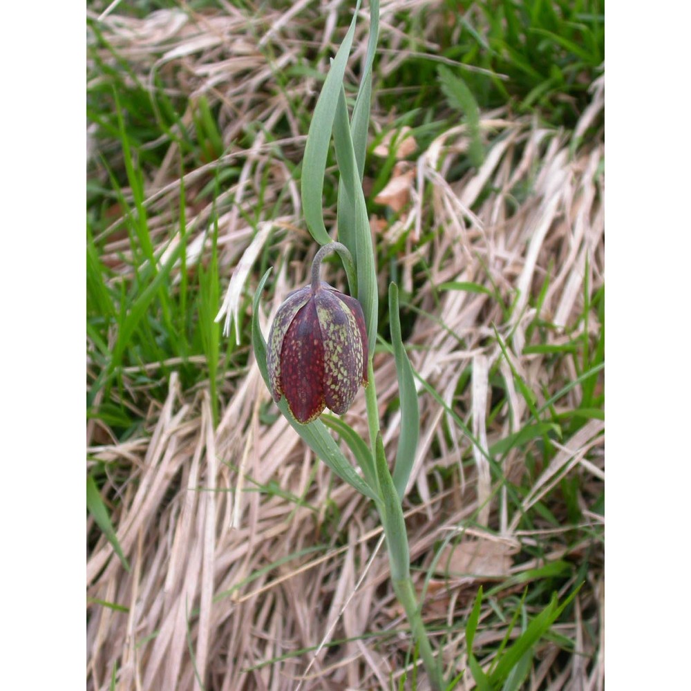 fritillaria montana hoppe ex koch