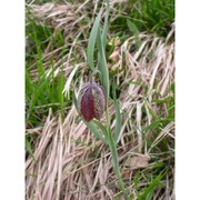 fritillaria montana hoppe ex koch